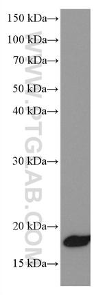 NEUROG1 Antibody in Western Blot (WB)