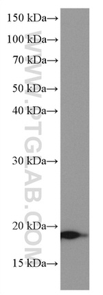 NEUROG1 Antibody in Western Blot (WB)