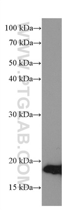 NEUROG1 Antibody in Western Blot (WB)