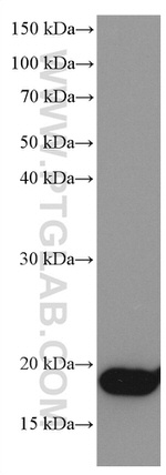 NEUROG1 Antibody in Western Blot (WB)