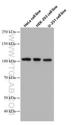 ANLN Antibody in Western Blot (WB)