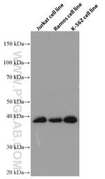 RNF126 Antibody in Western Blot (WB)