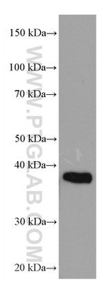 RNF126 Antibody in Western Blot (WB)