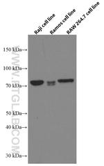 RASGRP3 Antibody in Western Blot (WB)