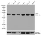 WNT2 Antibody in Western Blot (WB)