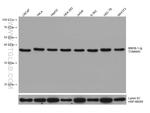 TOMM40 Antibody in Western Blot (WB)
