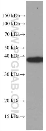 TOMM40 Antibody in Western Blot (WB)