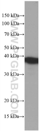 TOMM40 Antibody in Western Blot (WB)