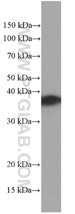 TOMM40 Antibody in Western Blot (WB)