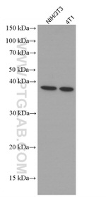 MYD88 Antibody in Western Blot (WB)