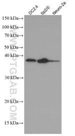 MYD88 Antibody in Western Blot (WB)