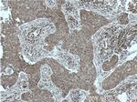 BAG6 Antibody in Immunohistochemistry (Paraffin) (IHC (P))