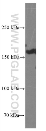 BAG6 Antibody in Western Blot (WB)