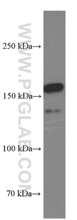 BAG6 Antibody in Western Blot (WB)