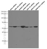 STK4 Antibody in Western Blot (WB)