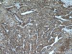 PDIA6 Antibody in Immunohistochemistry (Paraffin) (IHC (P))