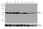 PDIA6 Antibody in Western Blot (WB)