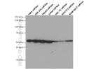 PDIA6 Antibody in Western Blot (WB)
