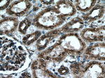 PDIA6 Antibody in Immunohistochemistry (Paraffin) (IHC (P))