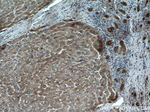 PDIA6 Antibody in Immunohistochemistry (Paraffin) (IHC (P))