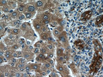 PDIA6 Antibody in Immunohistochemistry (Paraffin) (IHC (P))