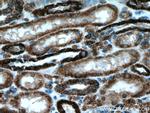 ATP5D Antibody in Immunohistochemistry (Paraffin) (IHC (P))