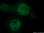HMG20A Antibody in Immunocytochemistry (ICC/IF)