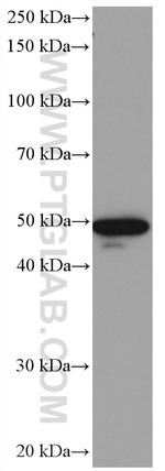 HMG20A Antibody in Western Blot (WB)