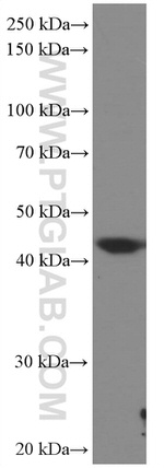 HMG20A Antibody in Western Blot (WB)