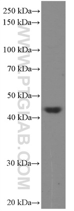 HMG20A Antibody in Western Blot (WB)