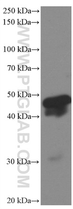 HMG20A Antibody in Western Blot (WB)