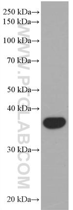 TMEM173/STING Antibody in Western Blot (WB)
