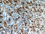 TMEM173/STING Antibody in Immunohistochemistry (Paraffin) (IHC (P))