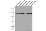 ERC1 Antibody in Western Blot (WB)