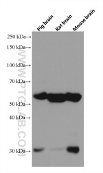 NRBP2 Antibody in Western Blot (WB)