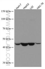 ASGR1 Antibody in Western Blot (WB)