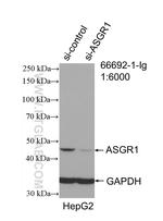 ASGR1 Antibody in Western Blot (WB)