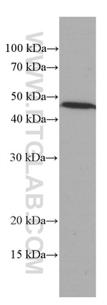 ASGR1 Antibody in Western Blot (WB)