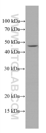 ASGR1 Antibody in Western Blot (WB)