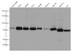CALD1 Antibody in Western Blot (WB)