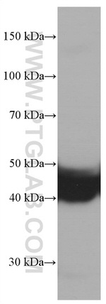 TRIB3 Antibody in Western Blot (WB)