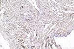 THRA Antibody in Immunohistochemistry (Paraffin) (IHC (P))