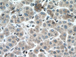 MTAP Antibody in Immunohistochemistry (Paraffin) (IHC (P))