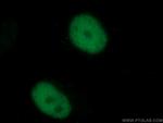 TDG Antibody in Immunocytochemistry (ICC/IF)