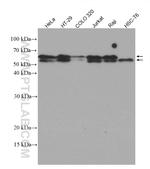 TDG Antibody in Western Blot (WB)