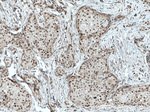 TDG Antibody in Immunohistochemistry (Paraffin) (IHC (P))