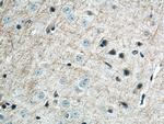 MAG Antibody in Immunohistochemistry (Paraffin) (IHC (P))
