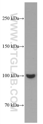 MAG Antibody in Western Blot (WB)