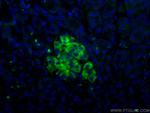 RHEB Antibody in Immunohistochemistry (PFA fixed) (IHC (PFA))