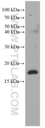 RHEB Antibody in Western Blot (WB)